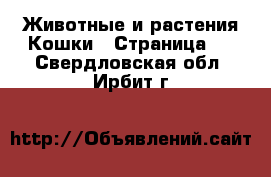 Животные и растения Кошки - Страница 2 . Свердловская обл.,Ирбит г.